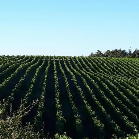 Podere Pievina Delle Corti - Dimora Di Campagna